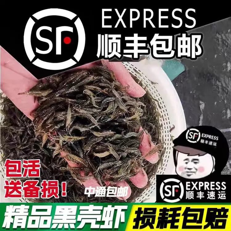 黑壳虾虾除藻淡水工具乌龟草缸观赏藻吃活饵虾龙鱼清洁工