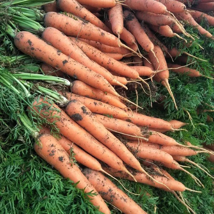 云南现挖生吃新鲜胡萝卜3号链农家菜
