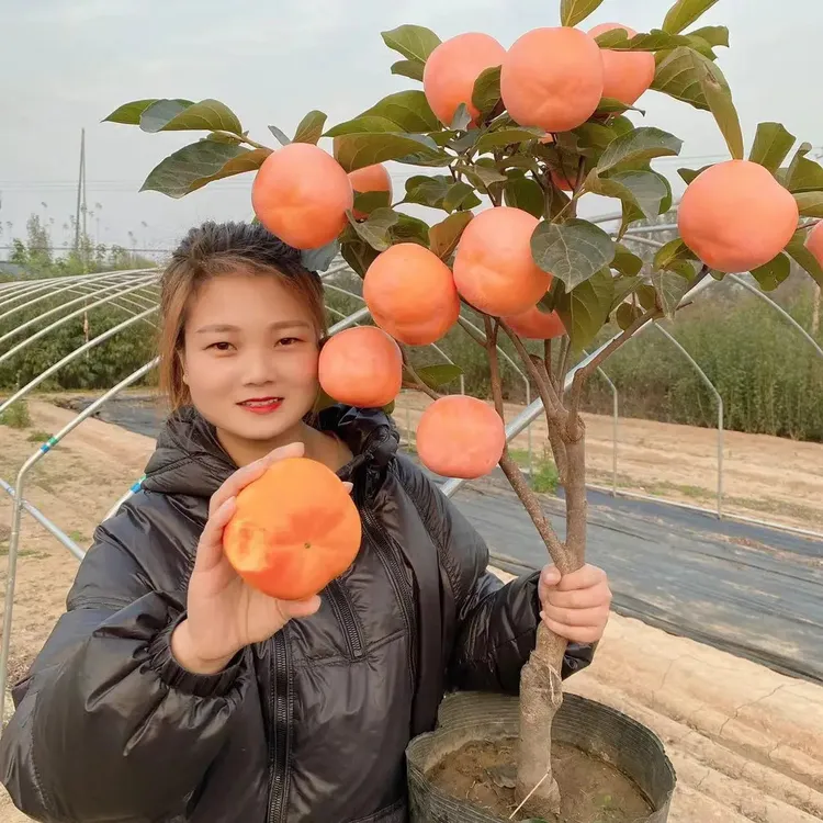 柿子树苗嫁接火晶无核脆甜柿子苗耐寒盆栽地栽南北方种植柿子树苗