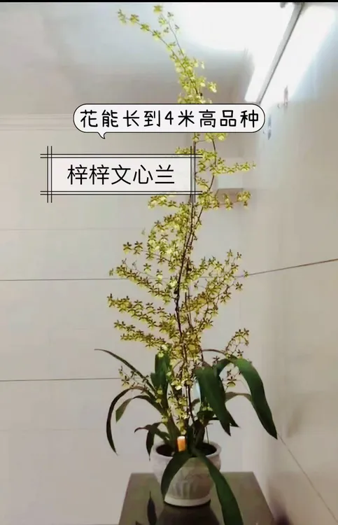 永祥兰艺 梓梓文心兰高花文心兰 花高能达到4米品种 