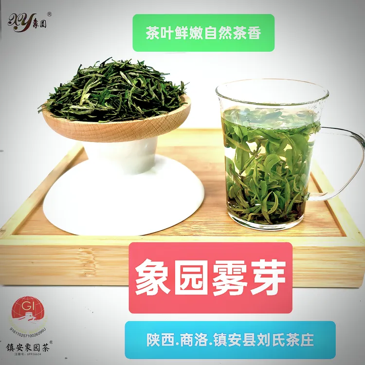 陕西商洛2025新茶中国最北端茶园镇安特产象园雾芽