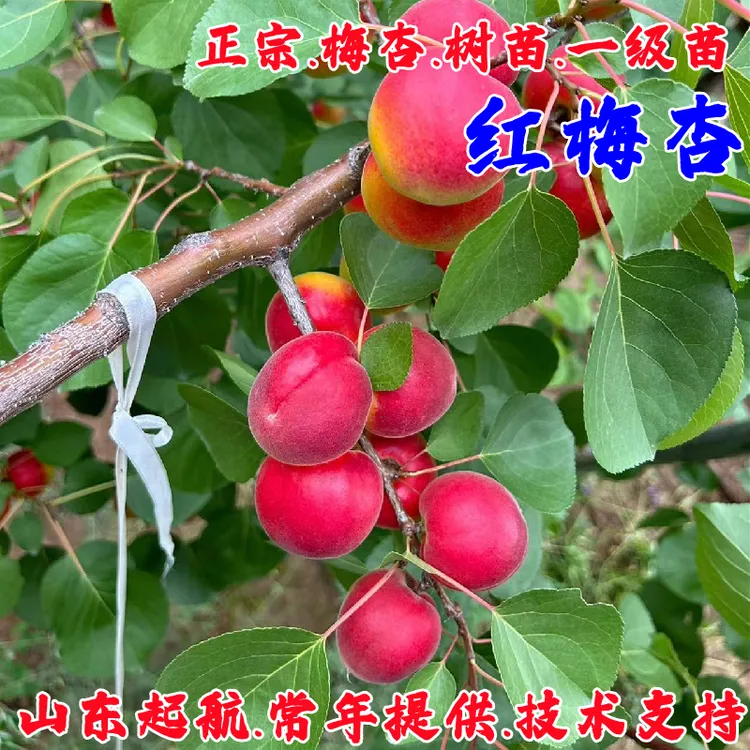 宁夏彭阳红梅杏树苗嫁接梅杏苗庭院特大高产杏子果苗南方北方种植