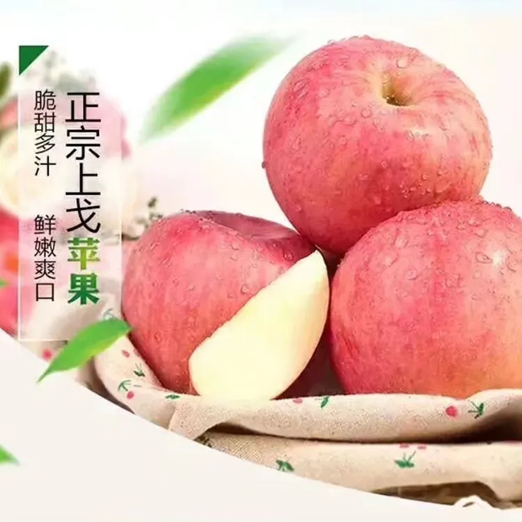 洛宁县上戈红富士苹果现摘现发红润饱满新鲜采摘头茬当季脆甜顺丰