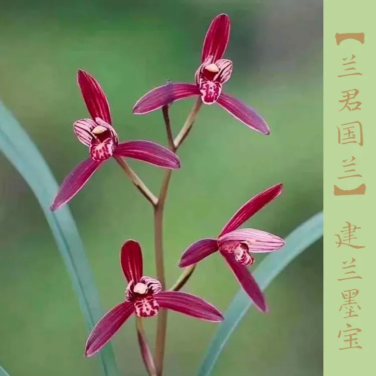 建兰红花名品墨宝