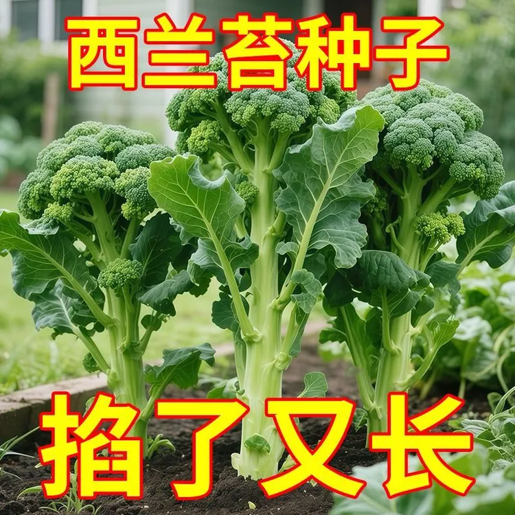 正宗西兰苔种子西兰花种子芥蓝芥兰菜心种子四季阳台盆栽花菜种子