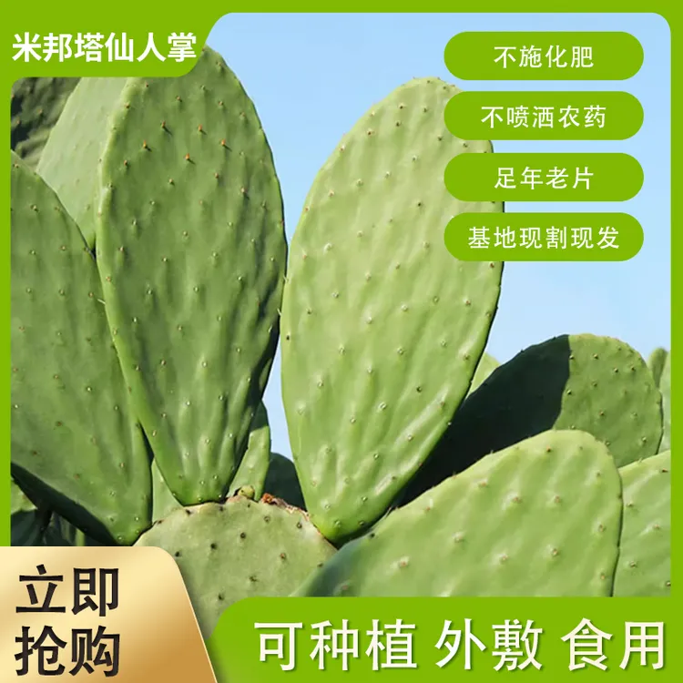 墨西哥米邦塔仙人掌绿色盆栽可种植可食用仙人掌内服外敷现吃嫩片