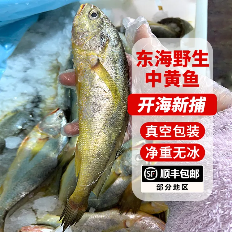 东海舟山野生大黄鱼新鲜速冻正宗深海海捕细鳞中黄鱼黄花鱼海鱼