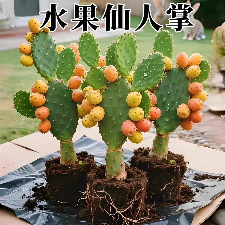 结果的米邦塔仙人掌果实绿植室内盆栽好养耐旱