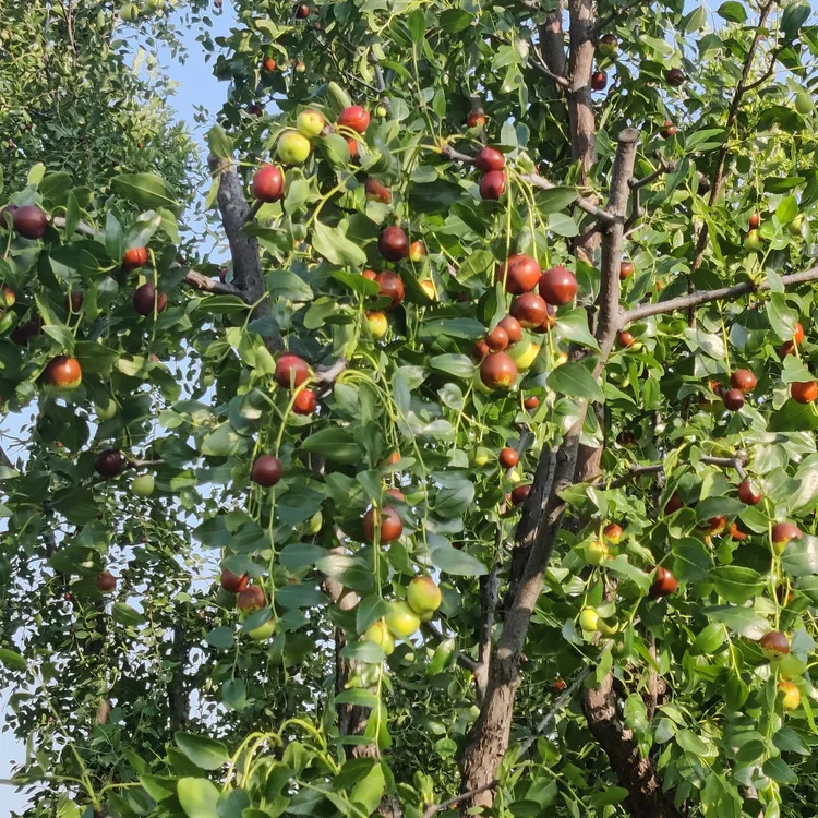 【嫁接大酸枣】吕梁特大酸枣历经五年嫁接培育新品种大酸枣酸甜口感