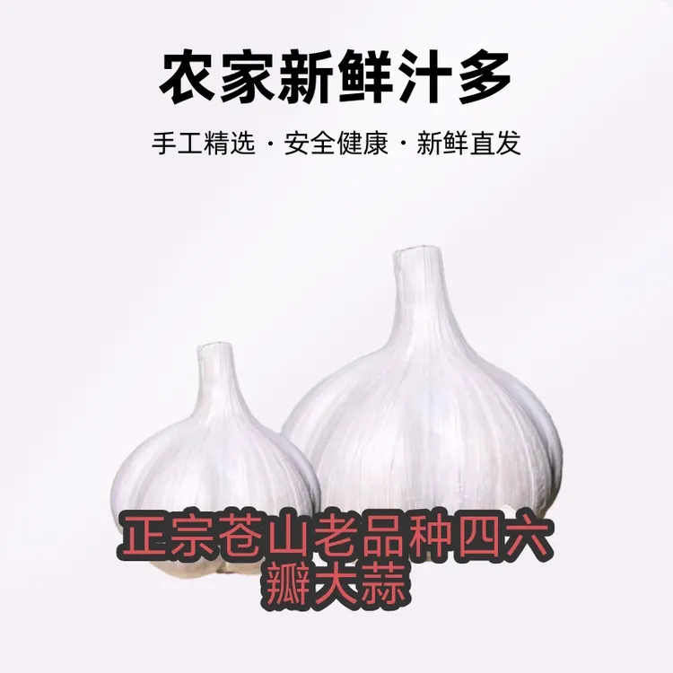当季新鲜大蒜】苍山瓣品种精选白皮蒜农家新鲜汁多香辣粘稠直发
