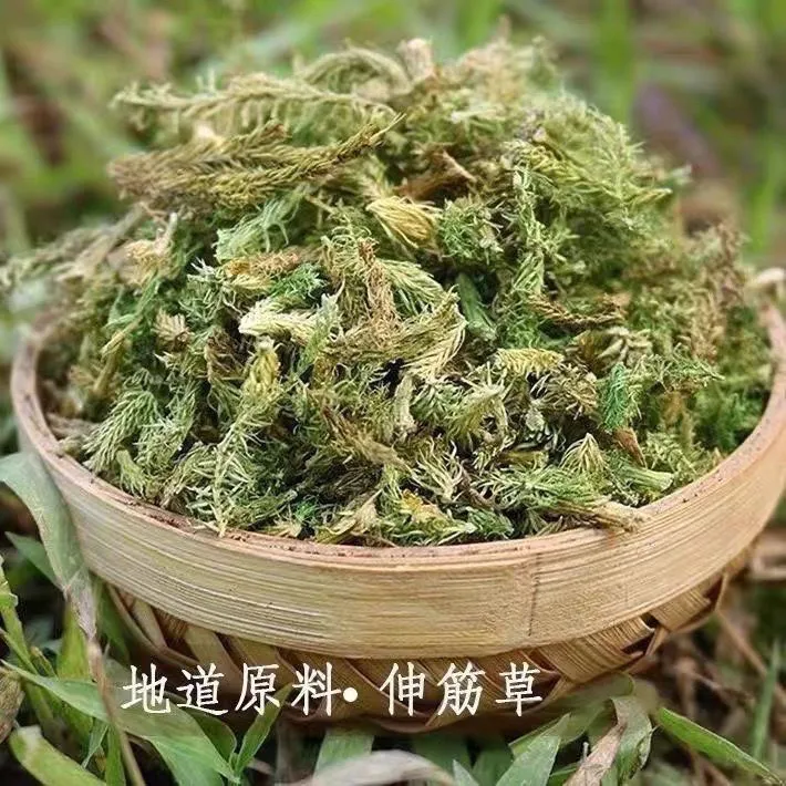 广西正宗野生伸筋草舒筋草无硫新鲜