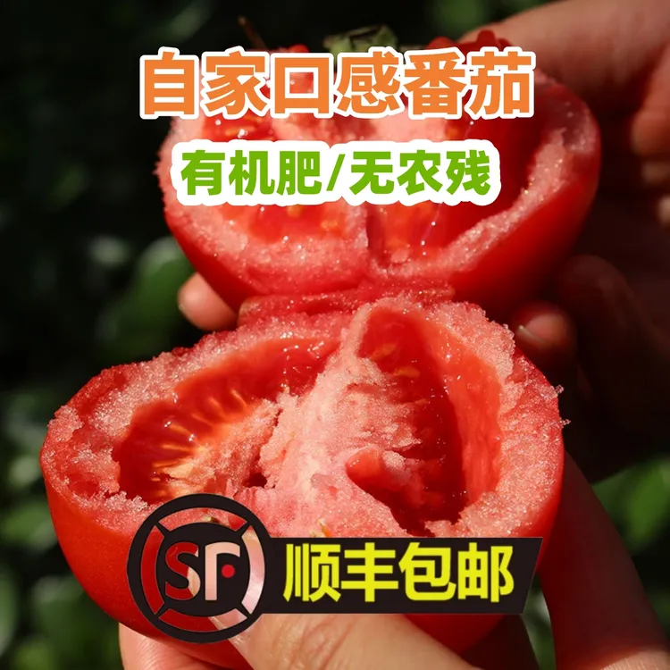 新鲜西红柿番茄水果西红柿沙瓤自然成熟西红柿纯天然自然熟有机肥