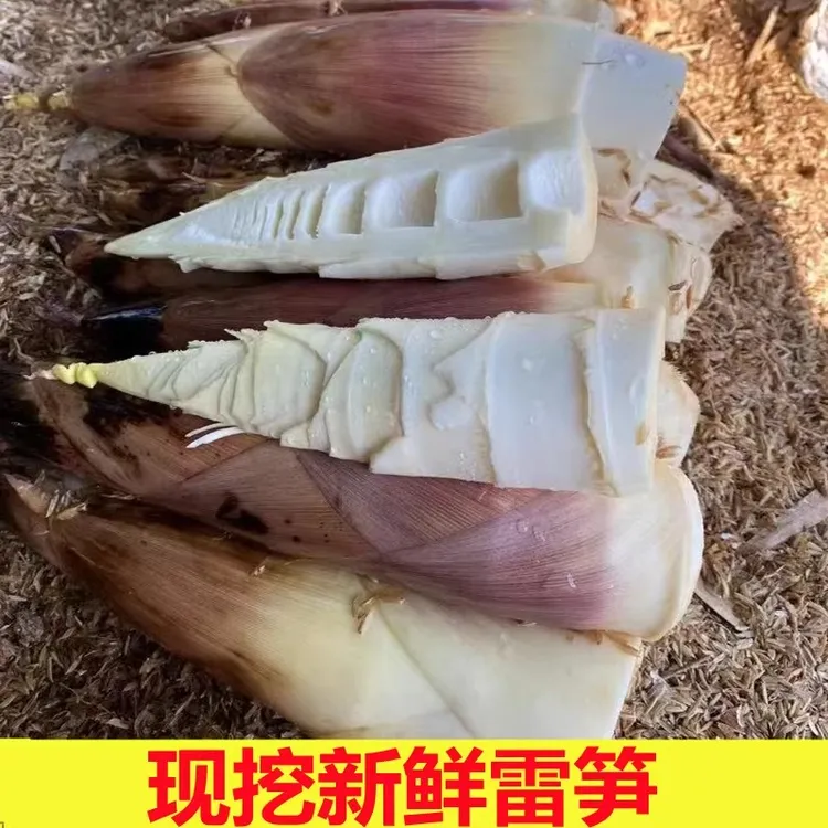 福建现挖竹笋新鲜春笋临安雷笋野生雷笋当季蔬菜1斤-5斤包邮食用
