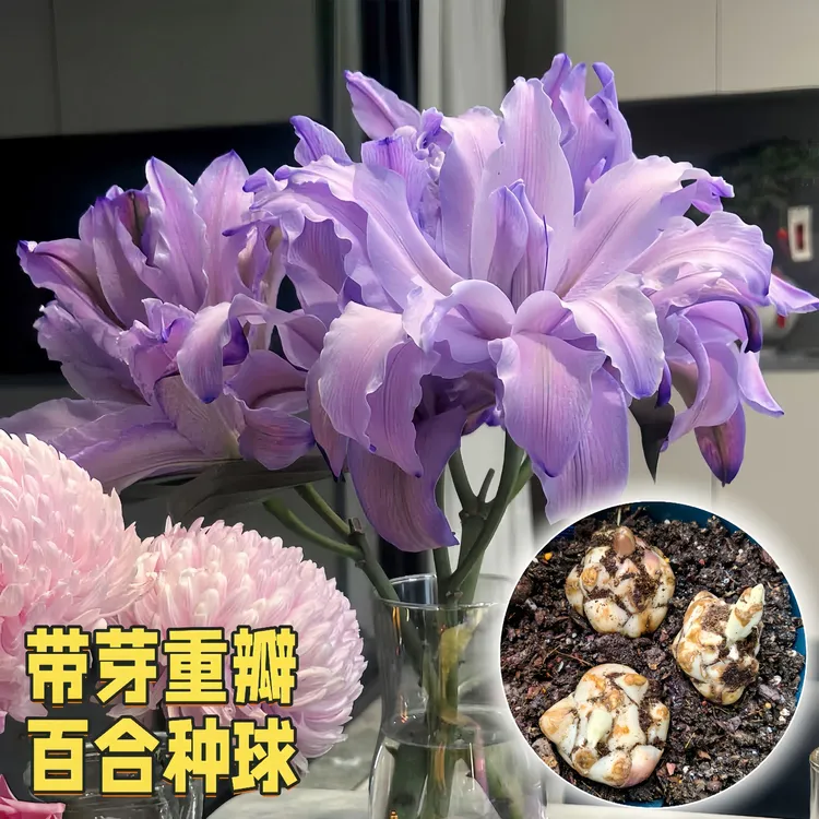 【紫霞仙子】重瓣香水百合花种球盆栽四季开花好养易活阳台庭院花卉