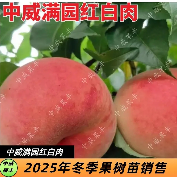 满园红白肉红毛桃桃子7月上中旬肉质细腻脆甜可口果树