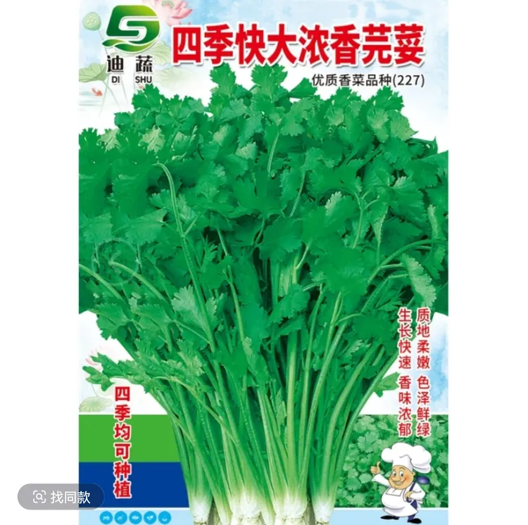 高端品种227*四季快大浓香芫荽香菜种籽（适合大面积种植高产）