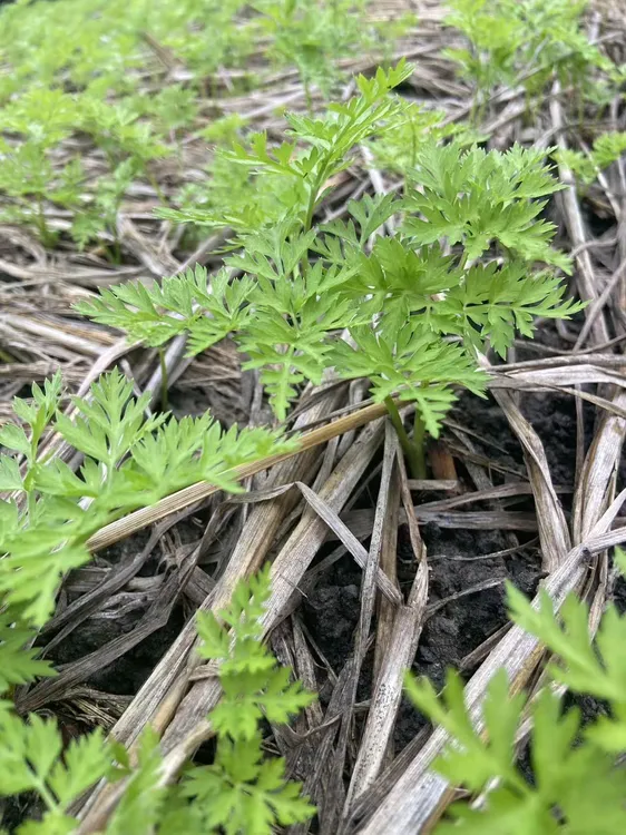 四川小叶川芎红杆川芎食用现挖现发