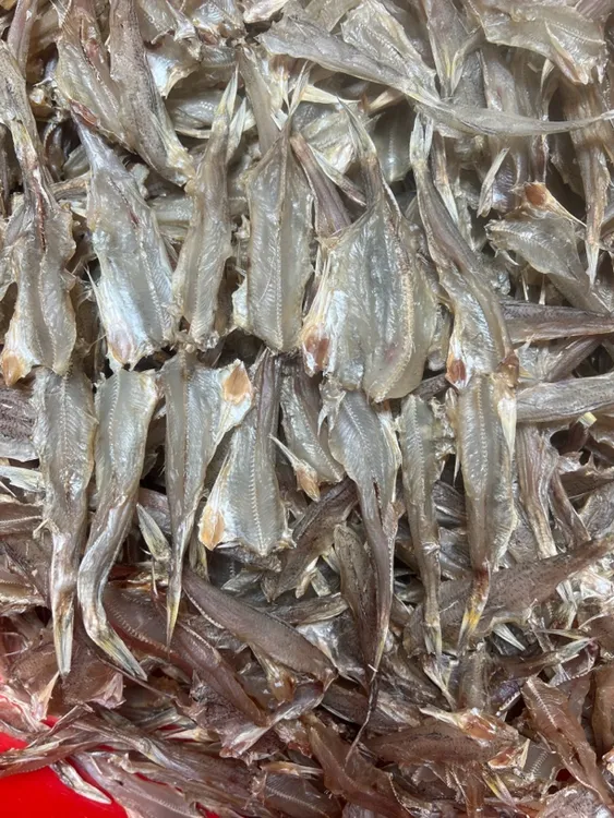神泉本港新鲜那哥鱼补淡干