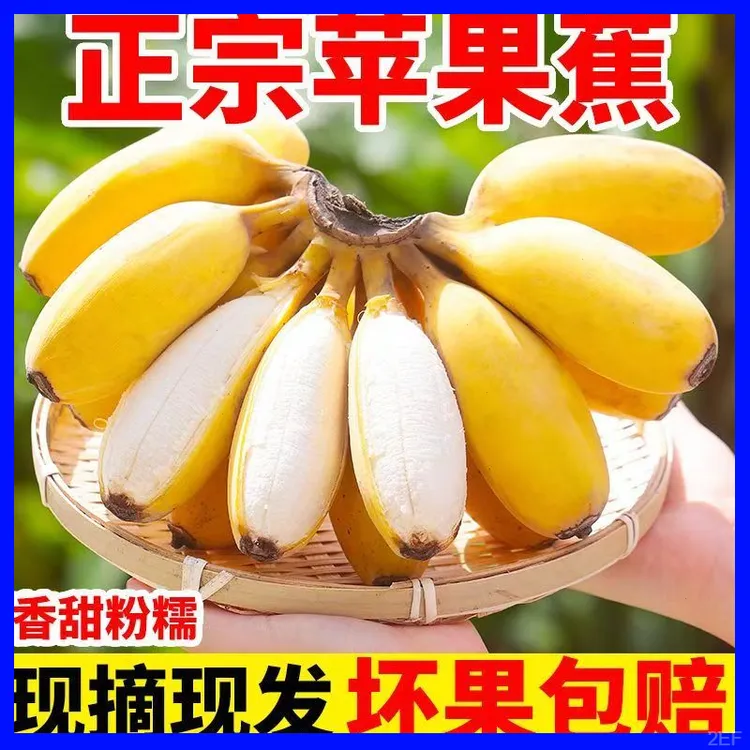 正宗苹果蕉广东产地春应季新鲜水果自营西贡粉蕉包邮坏果包赔