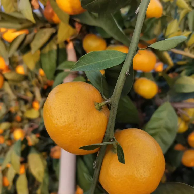 老品种柑橘，甘甜可口偷偷藏不住橘子