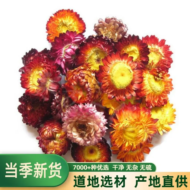 七彩菊100g-500g藏菊花西藏七彩菊野生彩色菊花干太阳菊非甘草