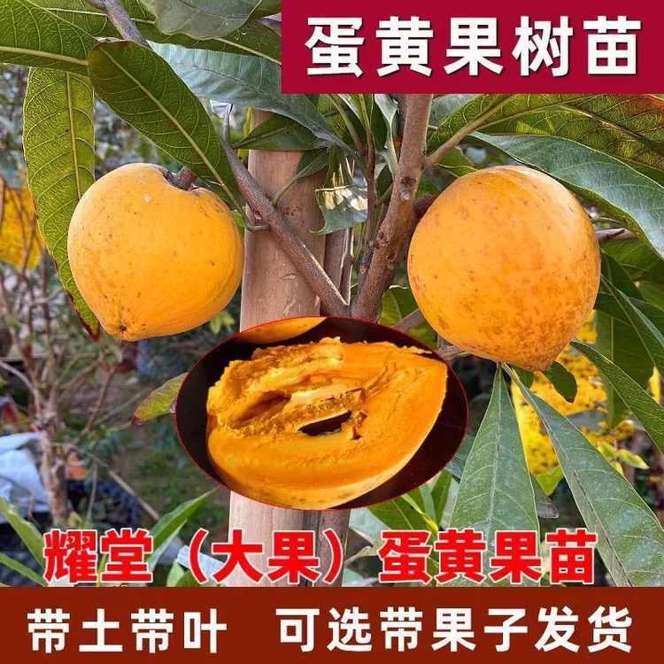 正宗仙桃果苗鸡蛋果树苗南方果树苗地栽盆栽阳台庭院种植当年结果
