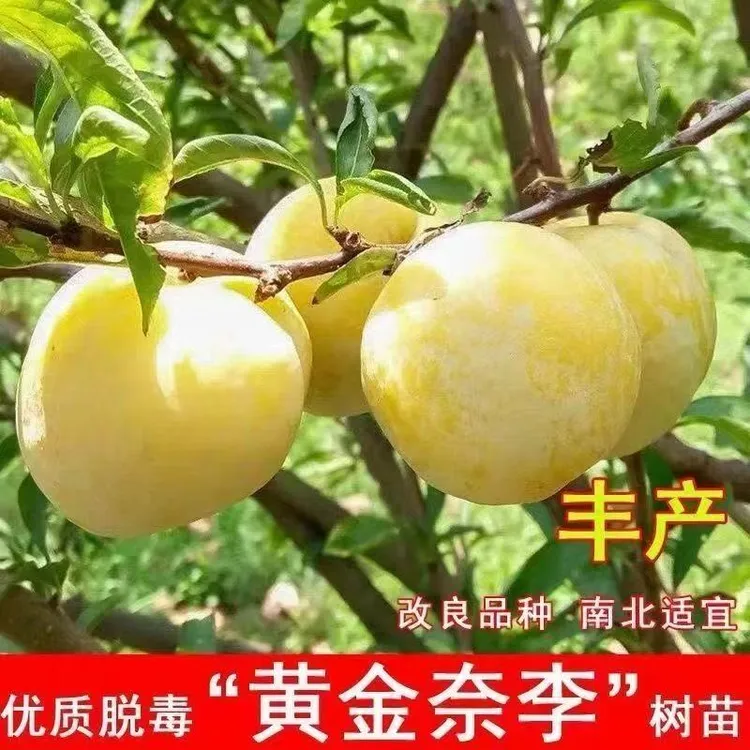 大果早熟正宗黄金奈李蜂糖嫁接李子果树苗当年结果南方北方种植