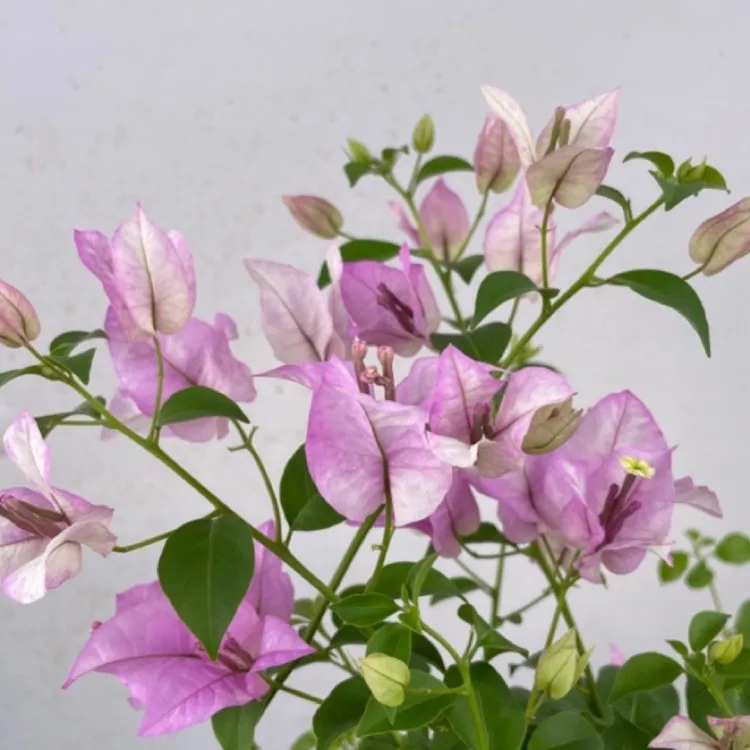 （雪紫）漳州热卖品种三角梅垂丝爬藤