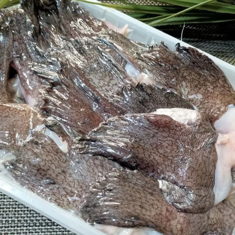 国产野生安康鱼翅