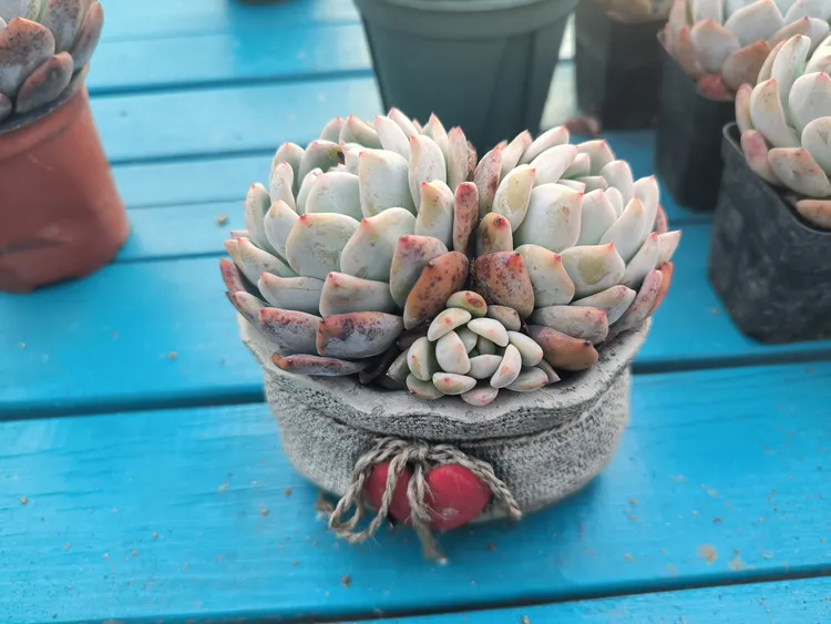 小刚多肉直播专享福利双头橙梦露盆栽