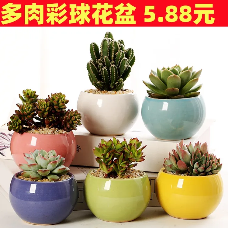 多肉花盆陶瓷彩色球形北欧极简六色纯色小清新阳台室内装饰花盆