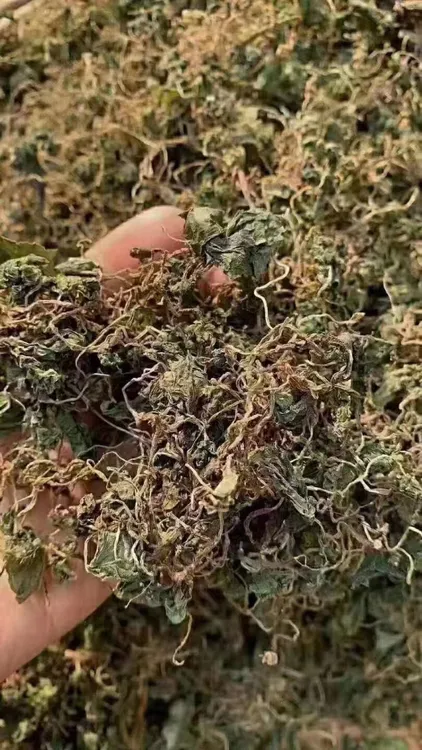 青天葵蚂蝗干品天葵干青天葵500克斗草100克地锦草中药材