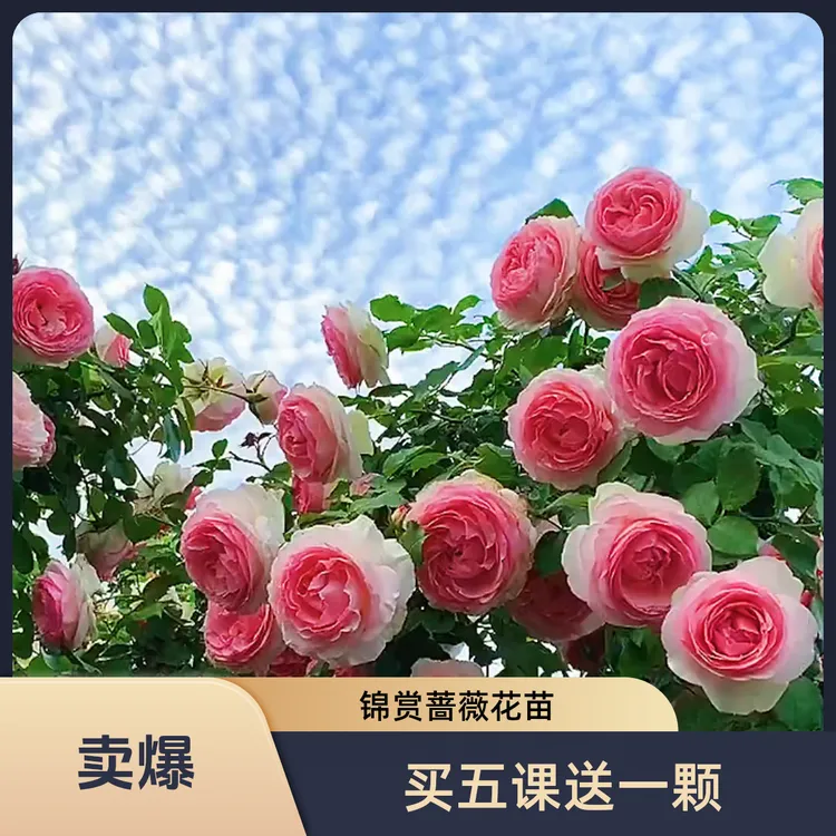 锦赏果果专属蔷薇花大苗爬藤月季大花爬藤拍5送1颗送的备注