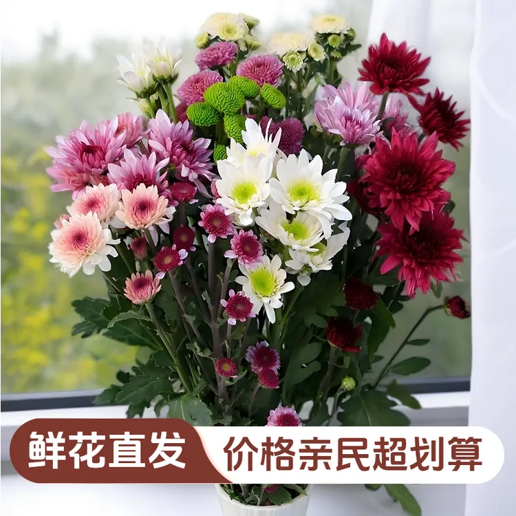 【小雏菊菊花】A级粉色小菊混色鲜花【低调的美丽】花农基地鲜花直发
