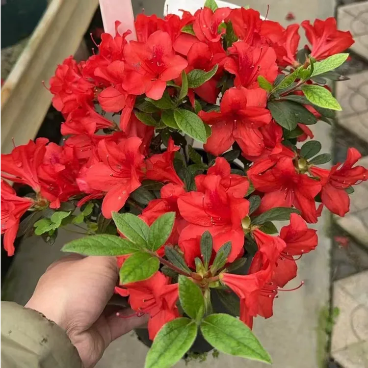 四季杜鹃【大余烬】红色中国红基地直发好养易活花苞杜鹃花网红植物