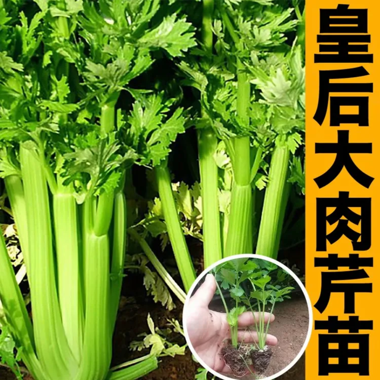 寿光苗场直发芹菜苗大全