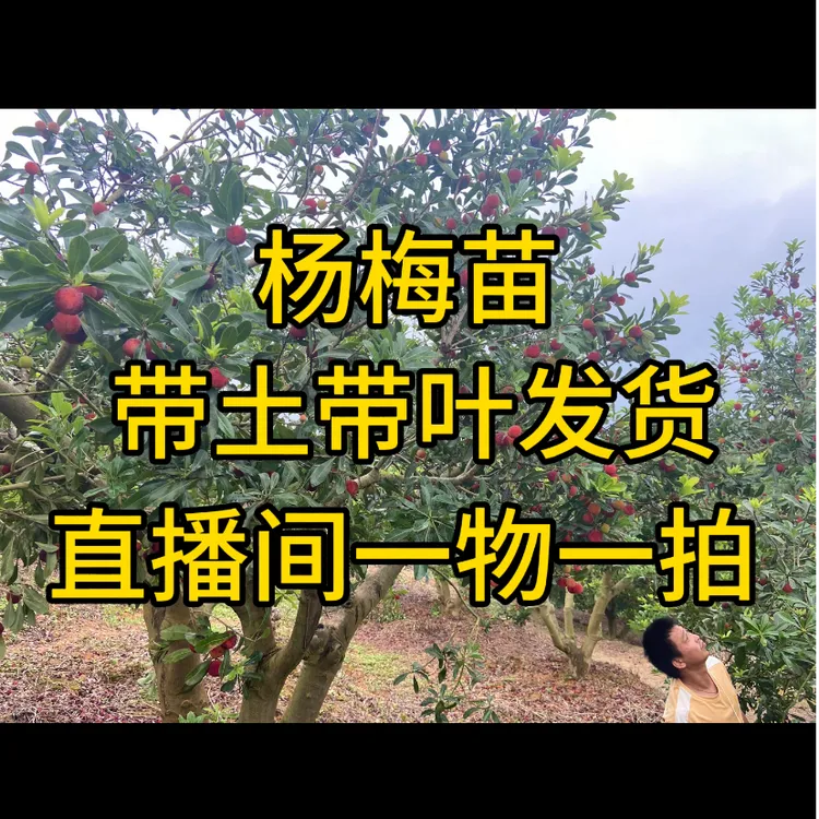 杨梅苗东魁杨梅黑炭杨梅王子安海杨梅大果杨梅带土带叶发货