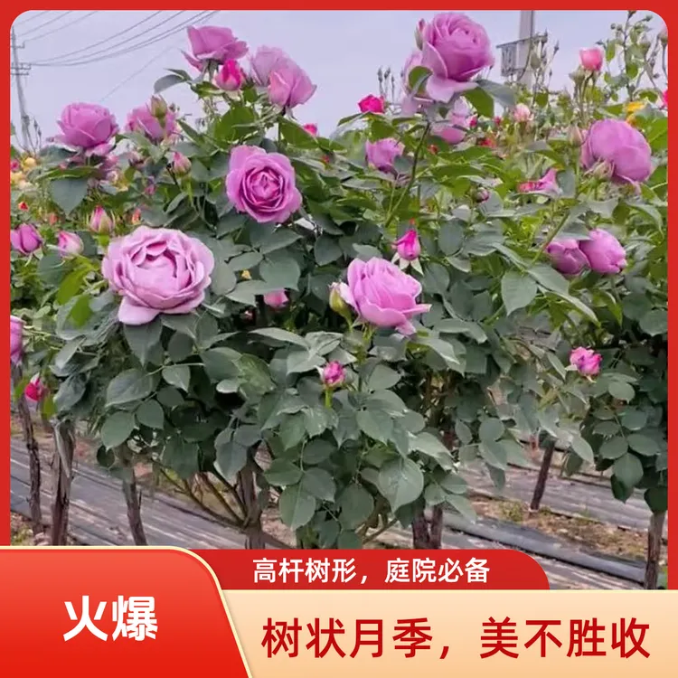 蓝色风暴树状月季优雅造型高杆树形庭院花园必备