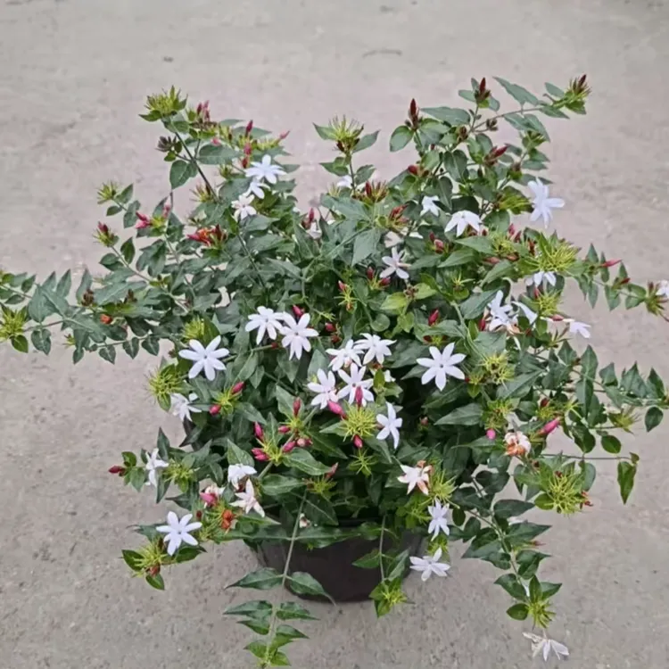 粉苞水茉莉多年生花卉清香好养阳台庭院耐热耐寒四季开花盆栽