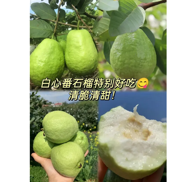 茗荔园农业生态园万顷沙番石榴