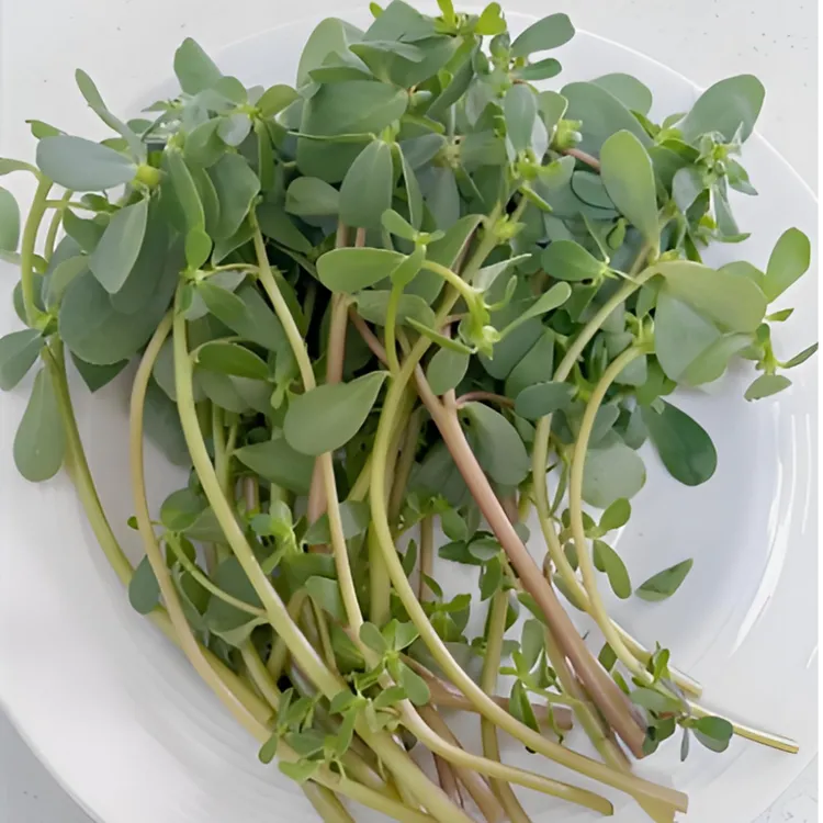 新鲜马齿苋马苋菜野菜蔬菜现挖带根马蜂菜长命菜长寿菜包邮马齿菜