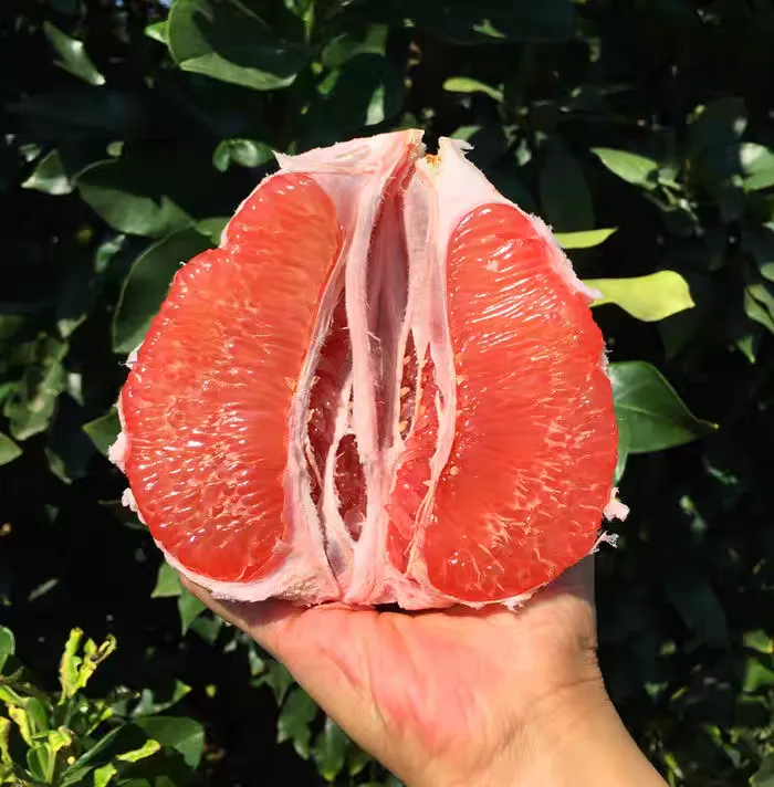 福建正宗平和红心蜜柚，官溪蜜柚嫩甜多汁