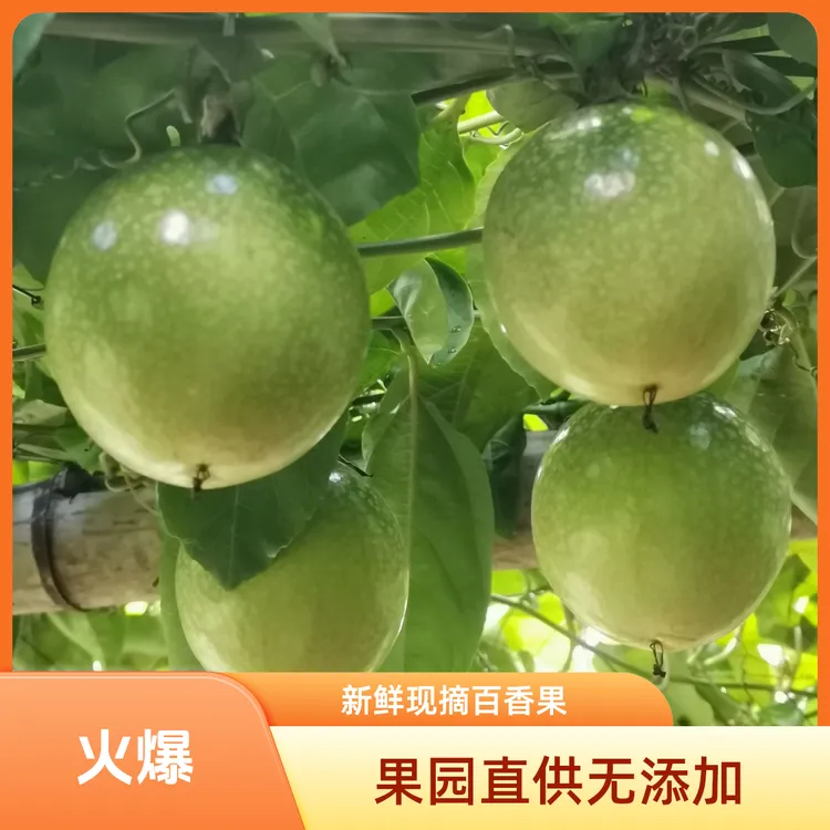 包邮树上熟百香果钦蜜九号爆香当季水果