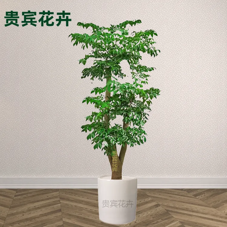 大型幸福树盆栽幌伞枫室内落地好养旺宅装饰绿植