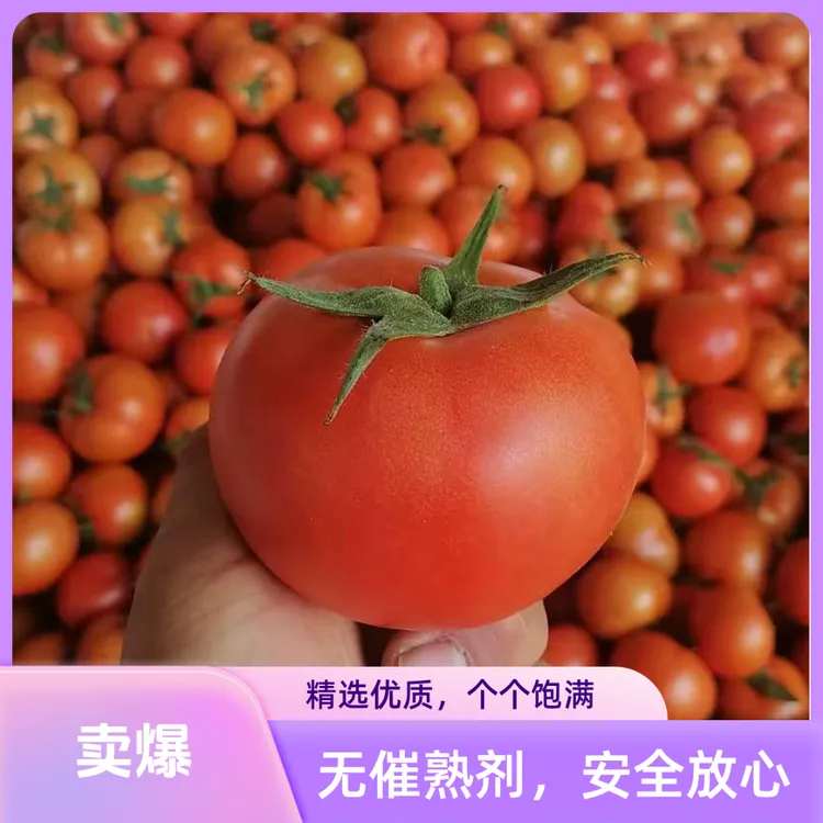 云南老品种西红柿沙瓤西红柿水果番茄生吃水果整箱发货