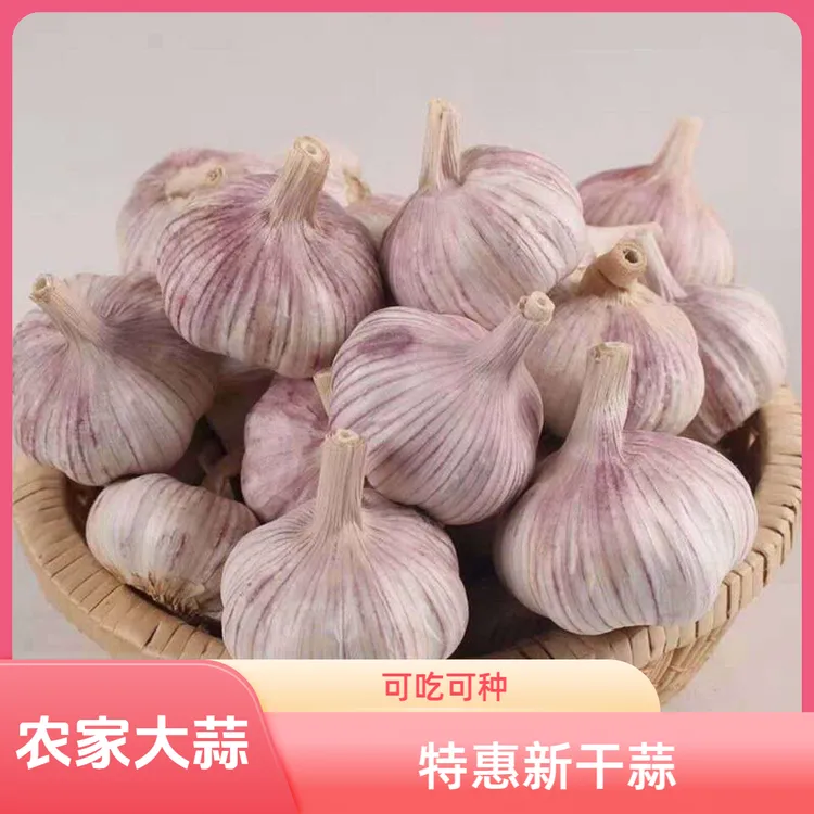 【助农特惠】农家土大蒜2025年紫白皮新干蒜可吃可种杞县特产