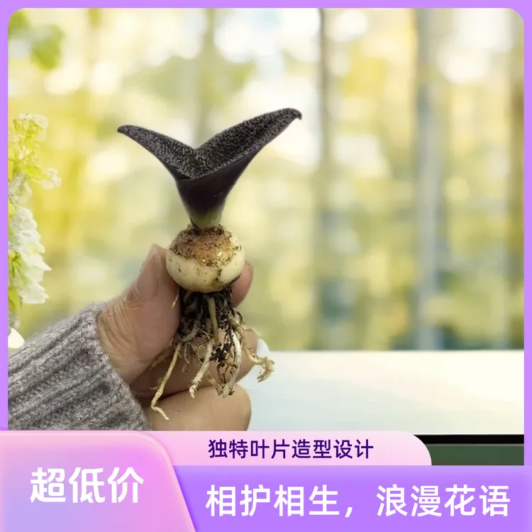 紫镜风信子种球开花多肉盆栽绿植  种球1公分左右 嫌小勿拍哦