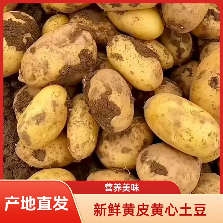 小土豆【带箱9.4斤-10斤】河南新鲜黄皮黄心土豆产地直发土豆马铃薯
