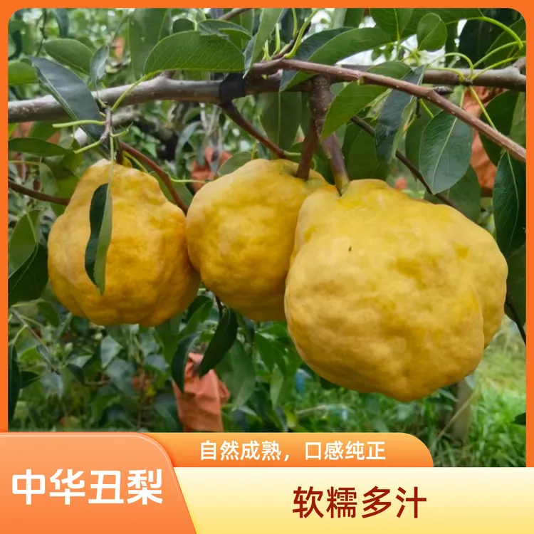 正宗山东烟台中华丑梨新鲜当季水果软糯多汁香甜可口