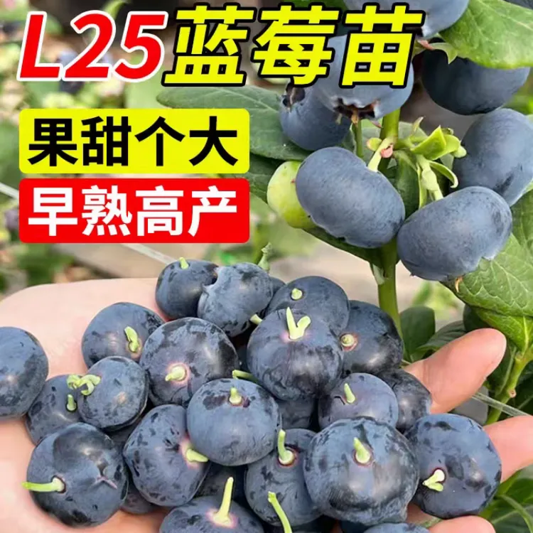 【超值两棵】正宗精品蓝莓果树苗蓝莓苗耐寒盆栽地栽南北方种植